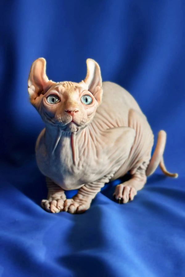 Hairless Sphynx Elf Kitten with large ears and blue eyes on a blue surface