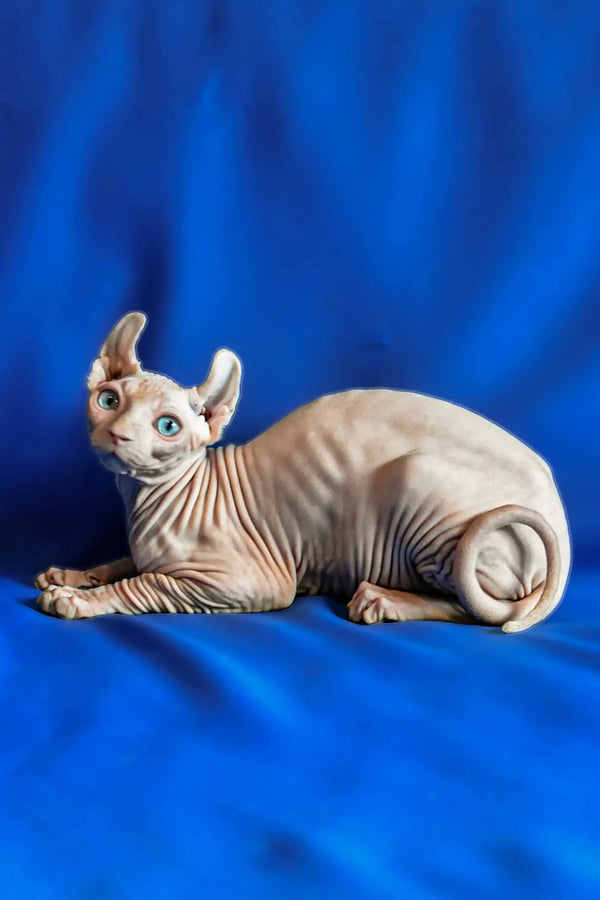 Hairless Sphynx Elf Kitten with blue eyes and wrinkled skin lying on its side