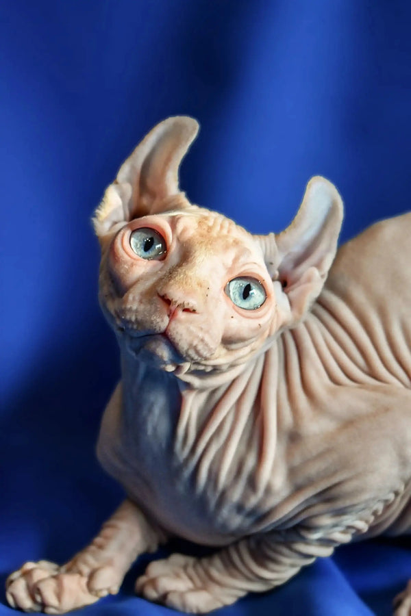 Hairless Sphynx Elf Kitten with stunning blue eyes and unique wrinkled skin