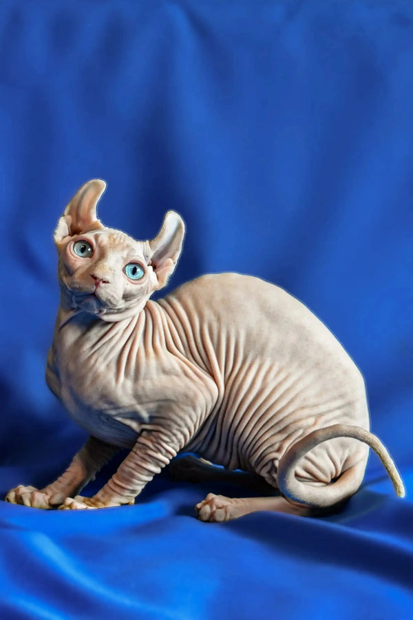 Hairless Sphynx Elf Kitten with blue eyes and big ears sitting on a blue surface