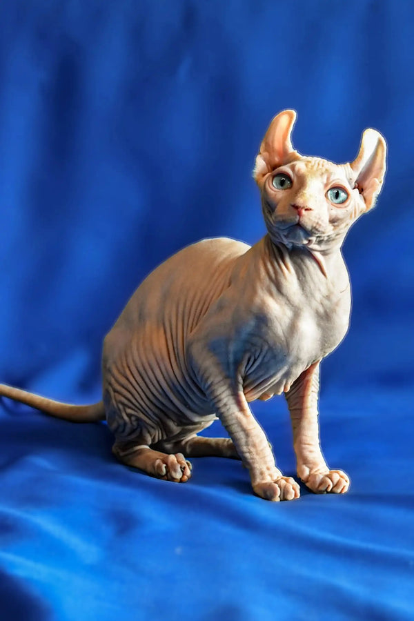 Hairless Sphynx Elf Kitten with blue eyes and wrinkled skin on a blue surface
