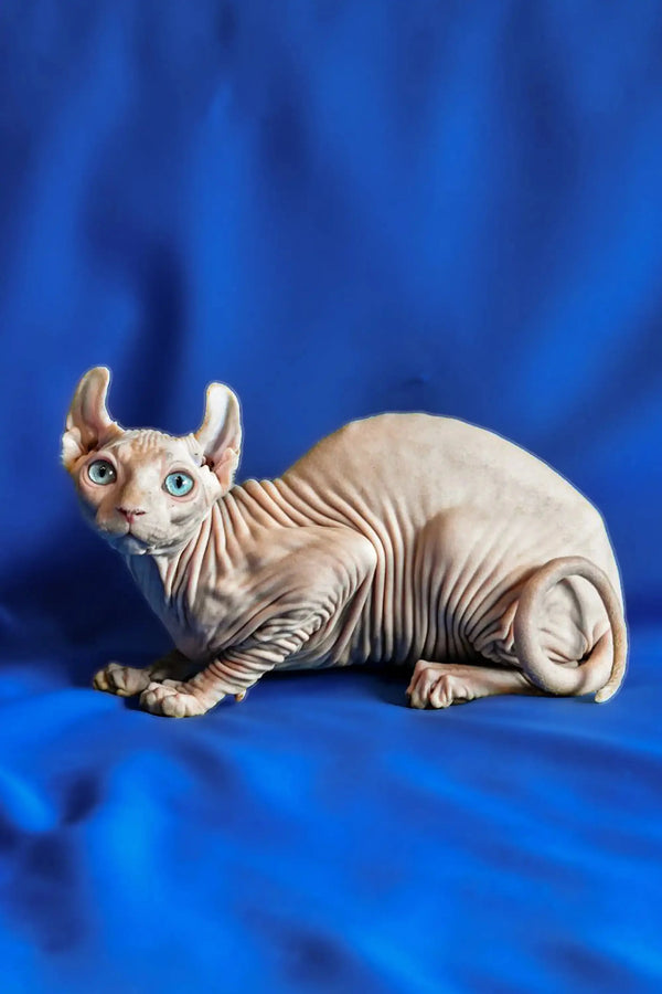 Hairless Sphynx Elf Kitten with blue eyes, wrinkled skin, and large ears on blue surface