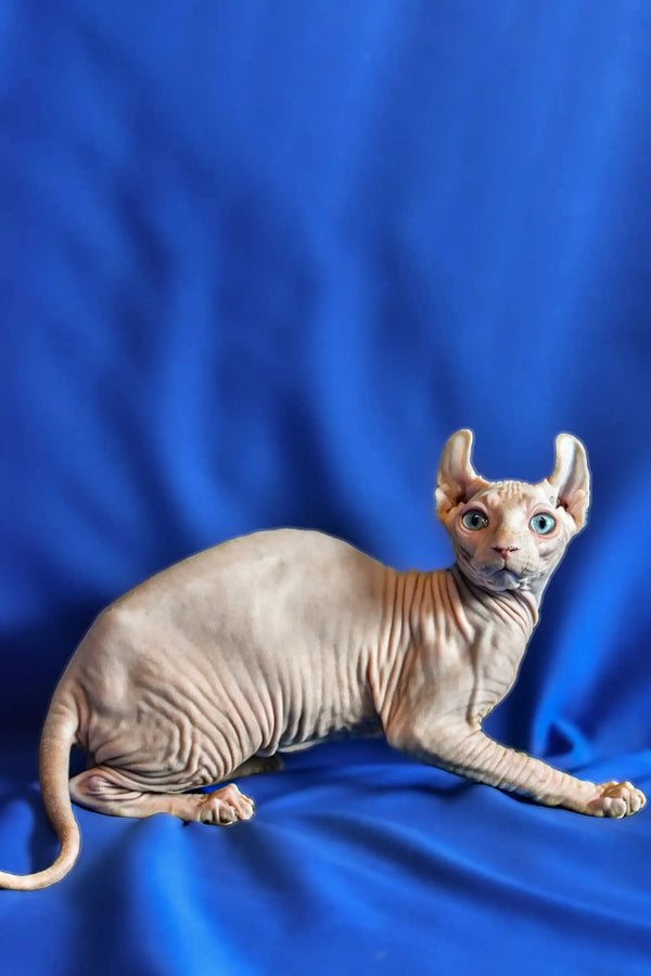 Hairless Sphynx Elf Kitten with blue eyes lounging on a soft blue surface