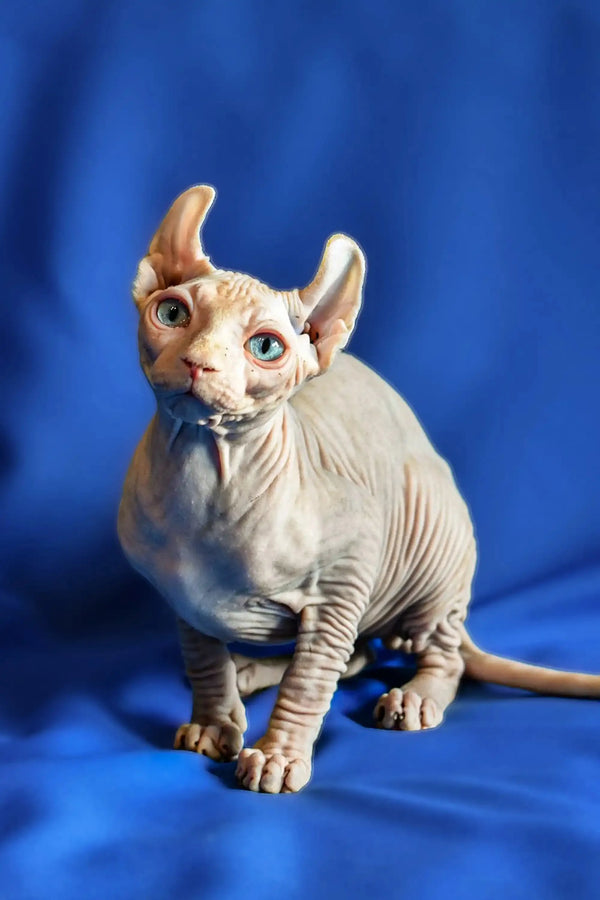 Hairless Sphynx Elf Kitten with blue eyes and wrinkled skin against a blue backdrop