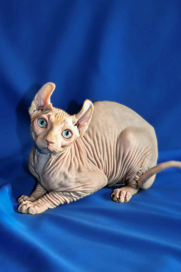 Adorable Hairless Sphynx Elf Kitten with blue eyes lounging on a blue surface