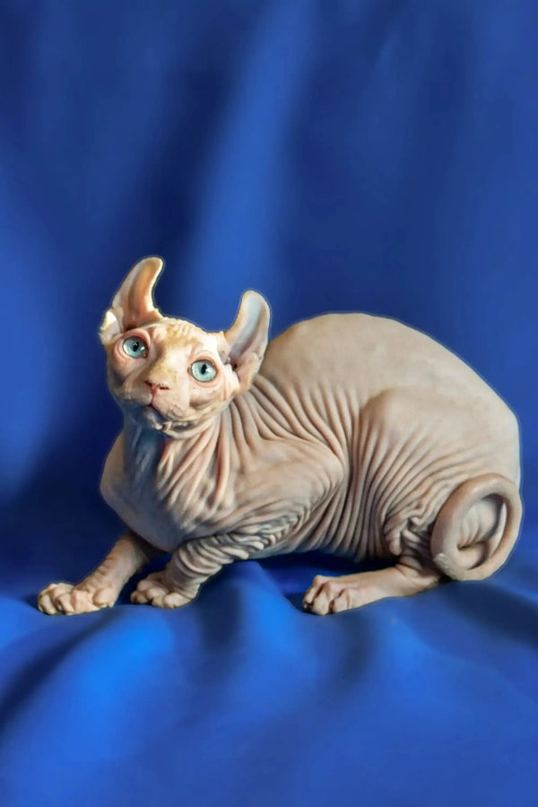 Hairless Sphynx Elf Kitten with blue eyes and wrinkled skin on a blue surface