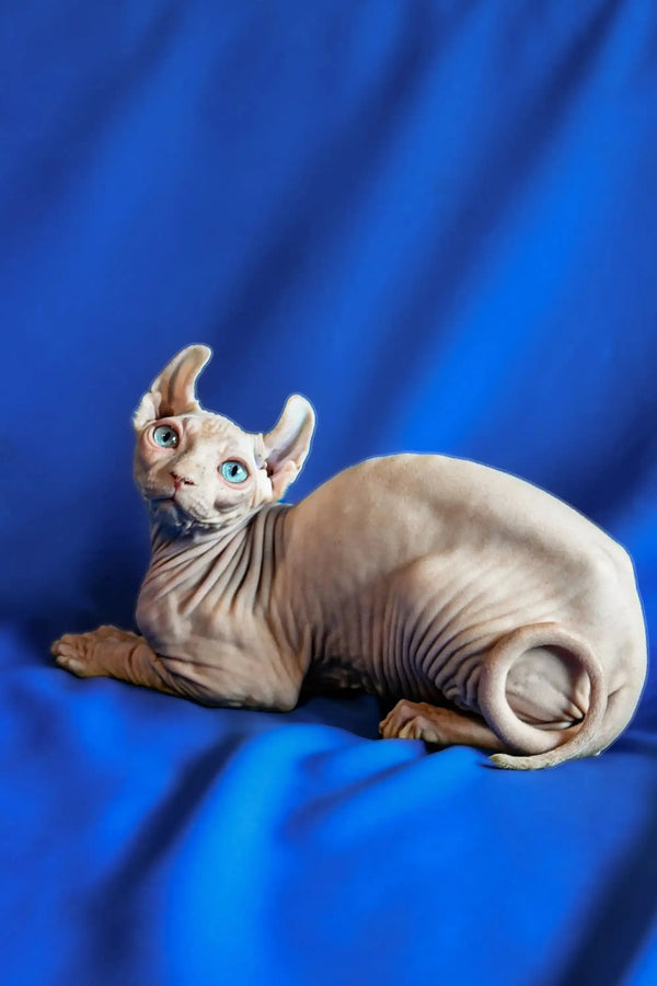Hairless Sphynx Elf Kitten with blue eyes lying on side, alert and adorable