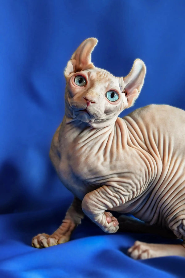 Sphynx cat with blue eyes and large ears, part of the Amadeus Elf Kitten collection