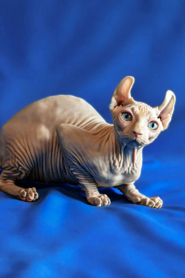 Hairless Sphynx Elf Kitten with blue eyes, wrinkled skin, and large ears