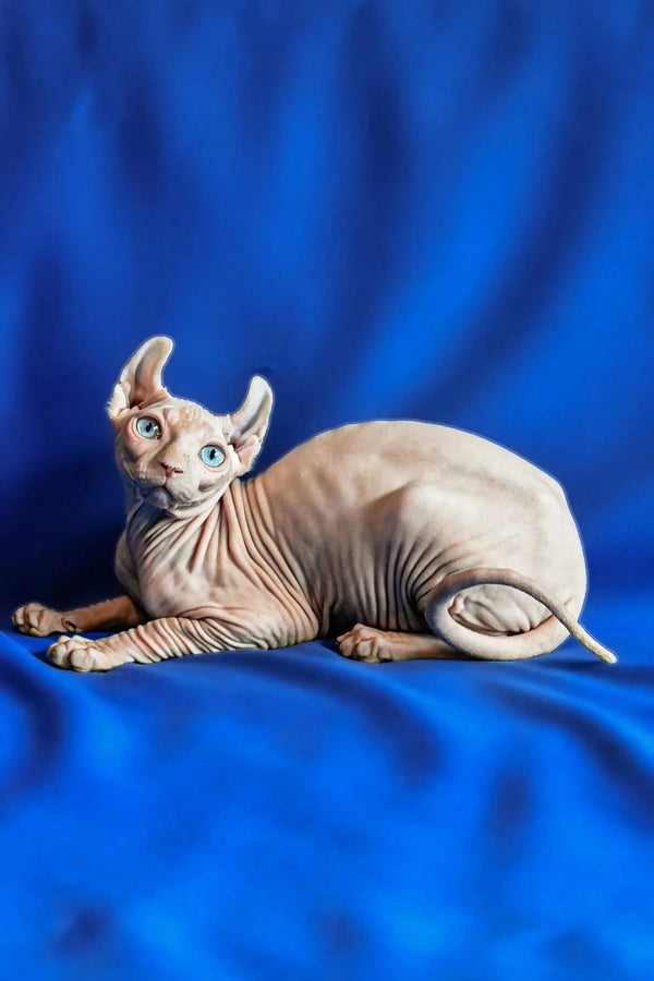 Hairless Sphynx cat with striking green eyes on blue surface, perfect for Elf Kitten lovers