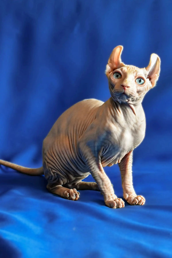 Hairless Sphynx Elf Kitten with blue eyes and wrinkled skin on a blue surface