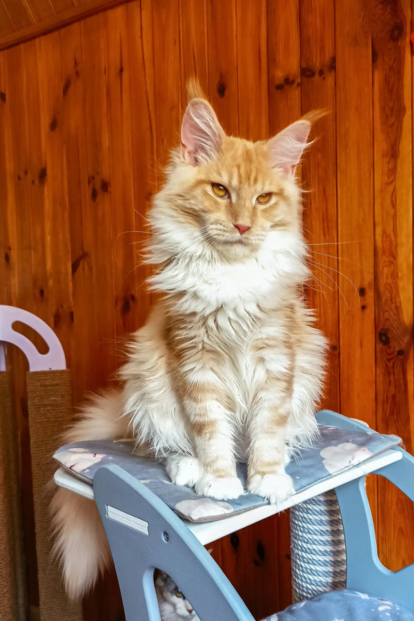 Amadeus | maine coon kitten