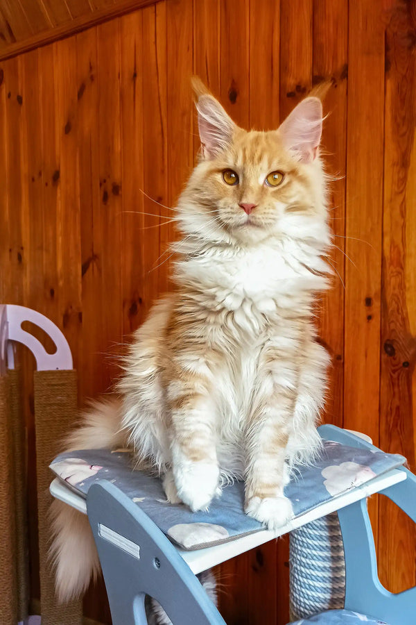 Amadeus | maine coon kitten