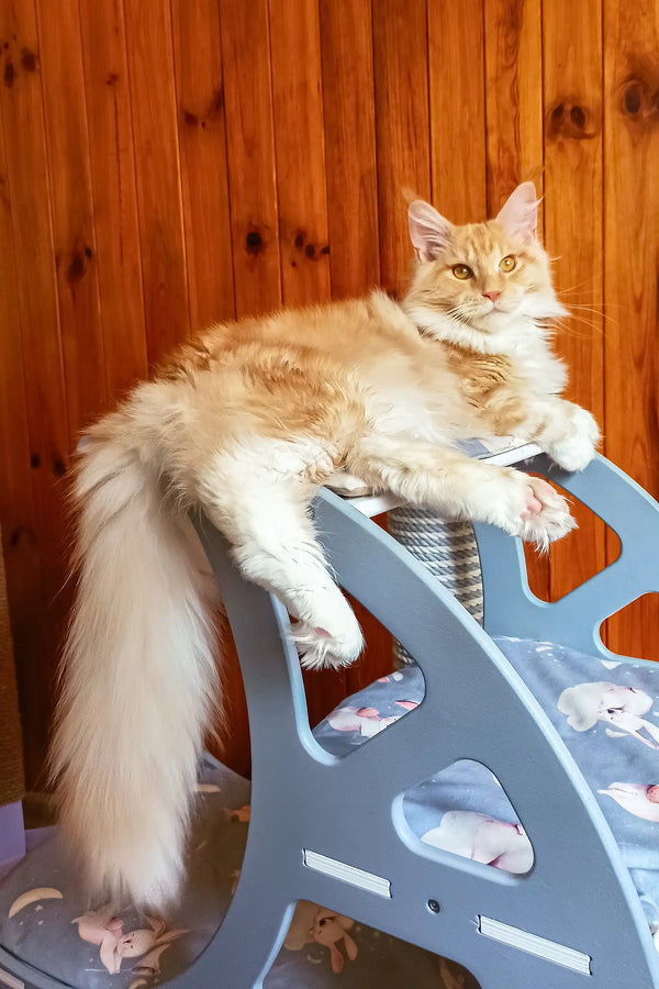 Amadeus | maine coon kitten