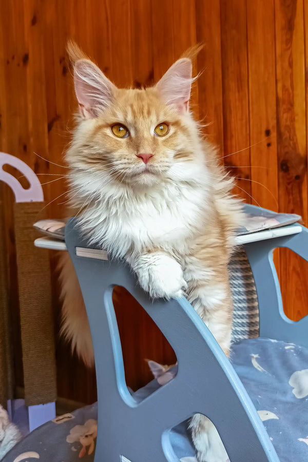 Amadeus | maine coon kitten