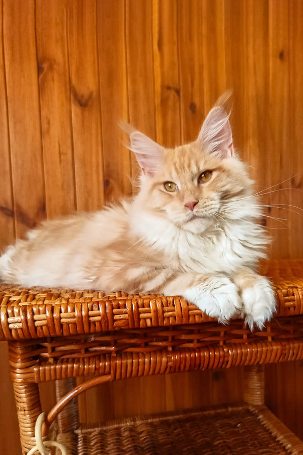 Amadeus | maine coon kitten
