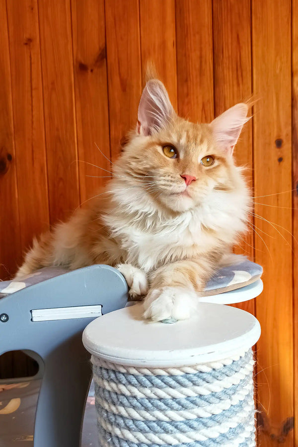 Amadeus | maine coon kitten