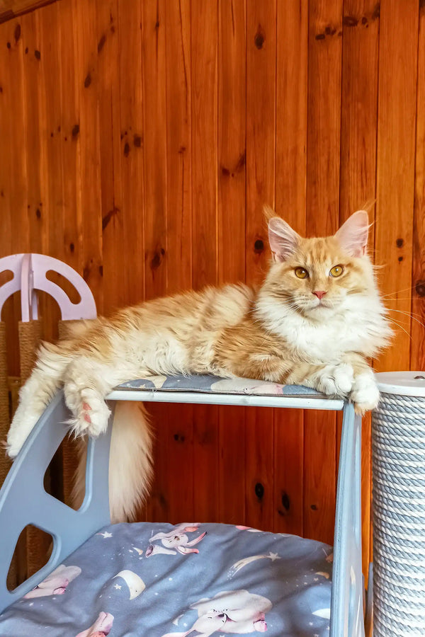 Amadeus | maine coon kitten