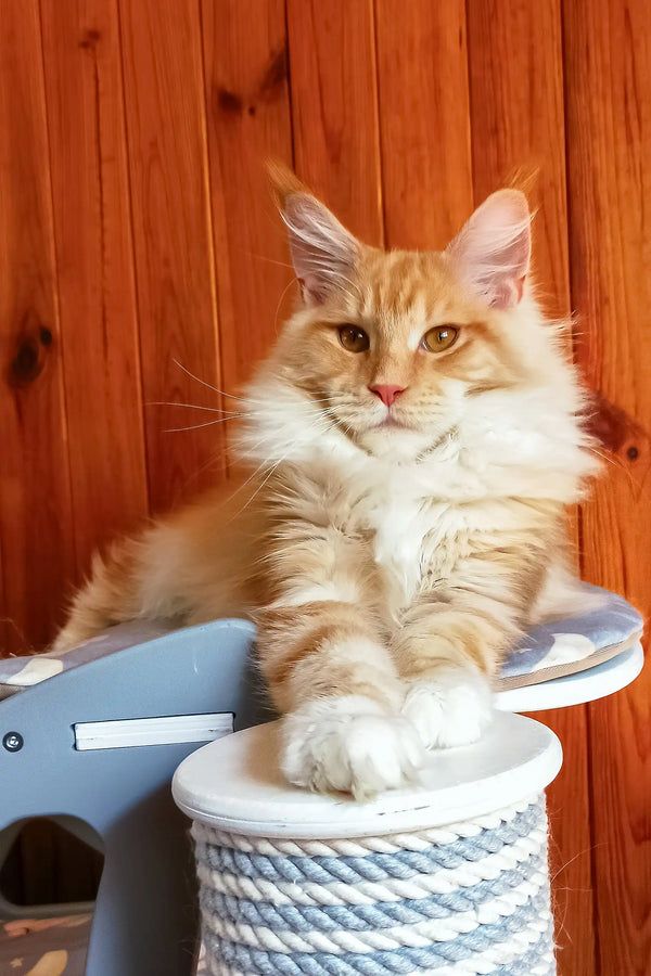 Amadeus | maine coon kitten