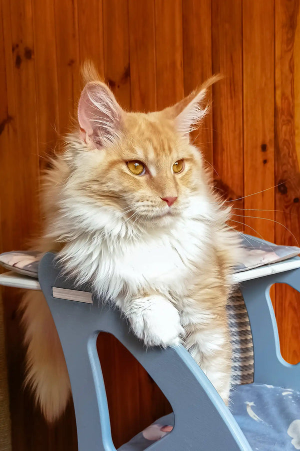 Amadeus | maine coon kitten