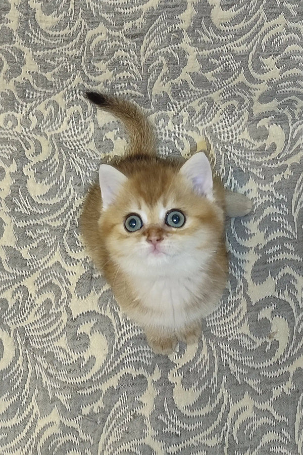 Adorable British Shorthair kitten Amanda with bright blue eyes and cream-brown fur