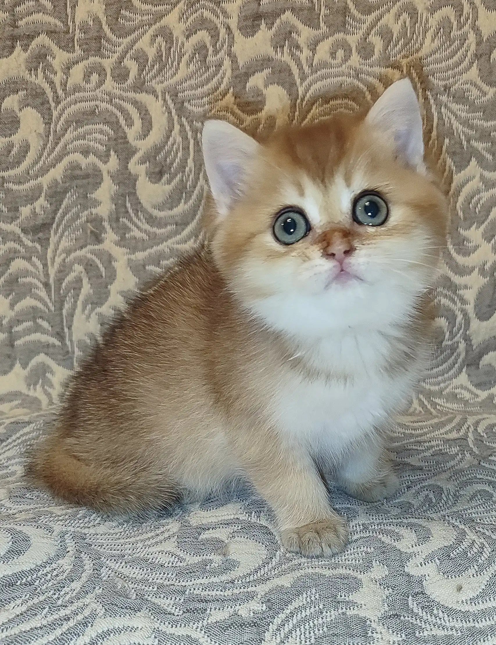 Cute golden and white British Shorthair kitten named Amanda with bright blue eyes