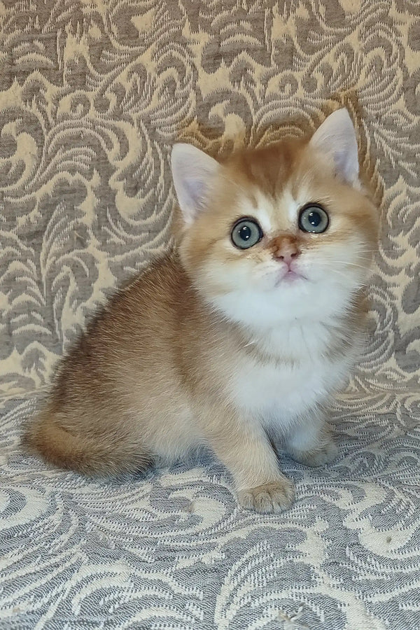 Cute golden and white British Shorthair kitten named Amanda with bright blue eyes