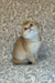 Fluffy golden and white British Shorthair kitten Amanda sitting with head tilted up