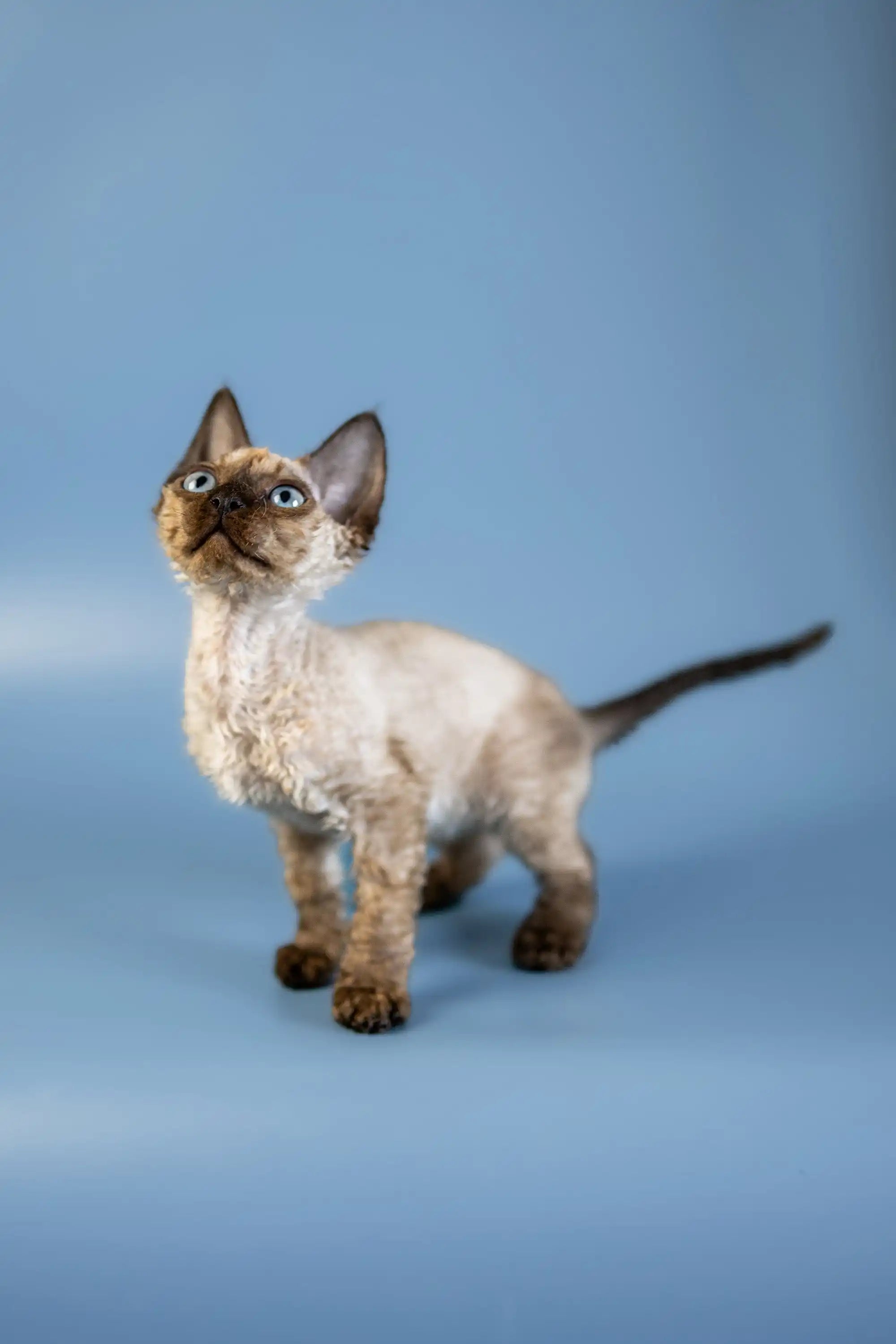 Devon Rex Kittens For Sale Amanda | Kitten