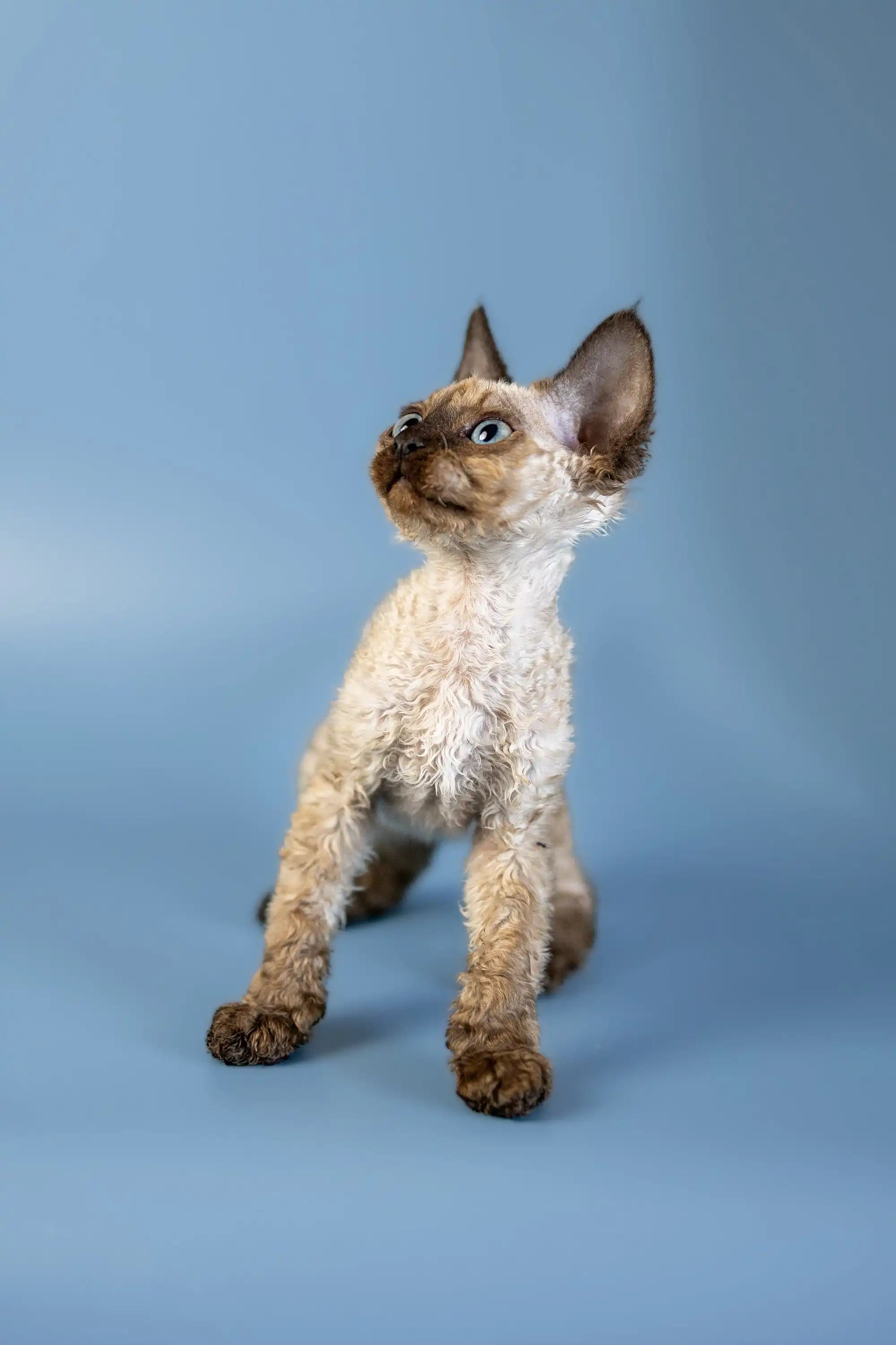 Devon Rex Kittens For Sale Amanda | Kitten