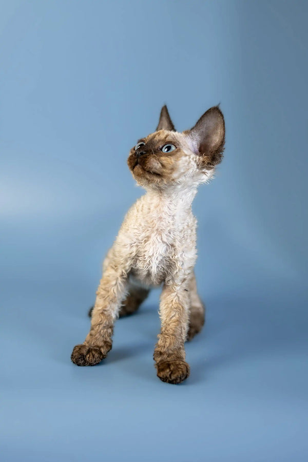 Curly-haired Devon Rex kitten Amanda with pointed ears and an alert look