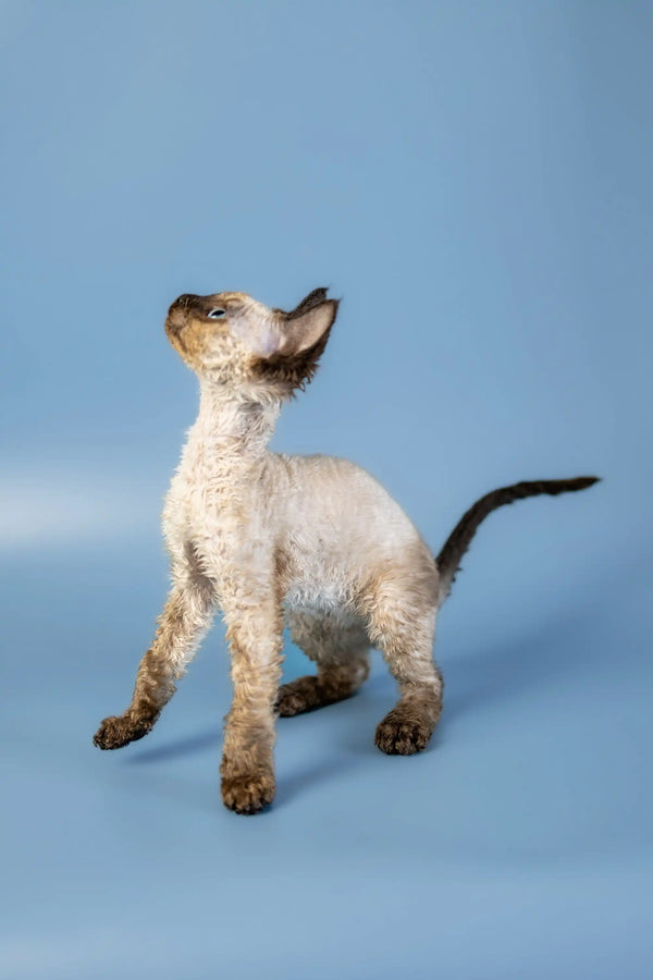Siamese kitten with raised head and curled tail beside Devon Rex kitten Amanda