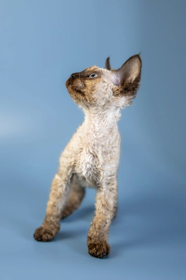 Curly-haired Devon Rex kitten named Amanda standing upright with a cute head tilt