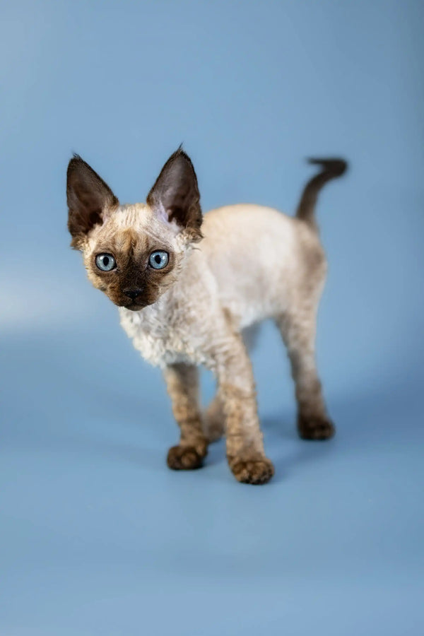 Siamese kitten with blue eyes and dark points featured in Amanda, a Devon Rex kitten