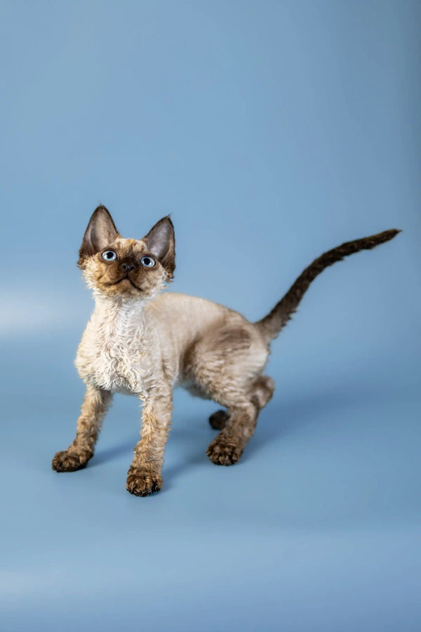 Cute Devon Rex kitten Amanda with curly fur and big ears ready for cuddles
