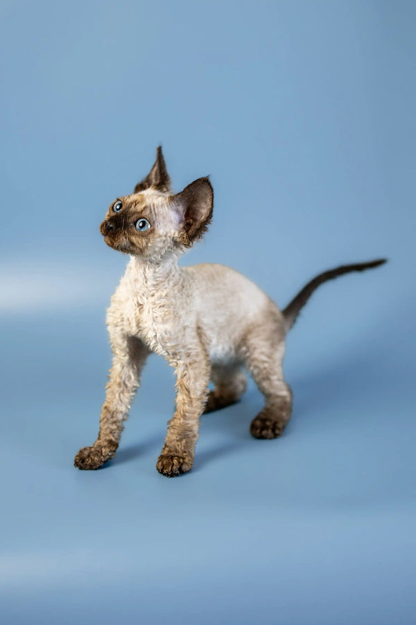 Adorable Devon Rex kitten with curly fur and big ears looking alert and playful