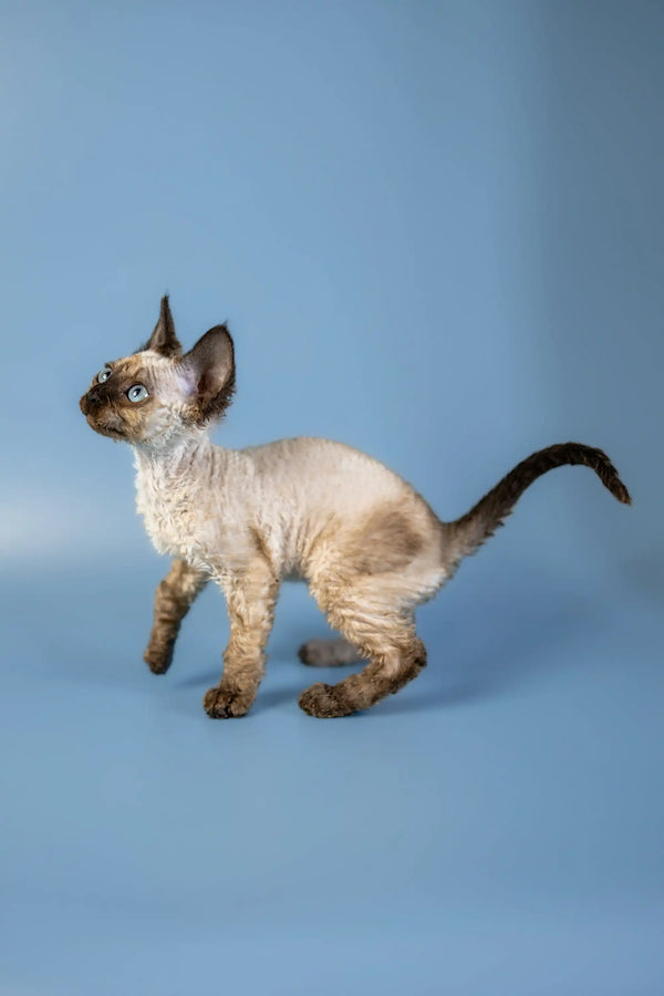 Siamese kitten with dark points and big ears, perfect for a Devon Rex kitten lover