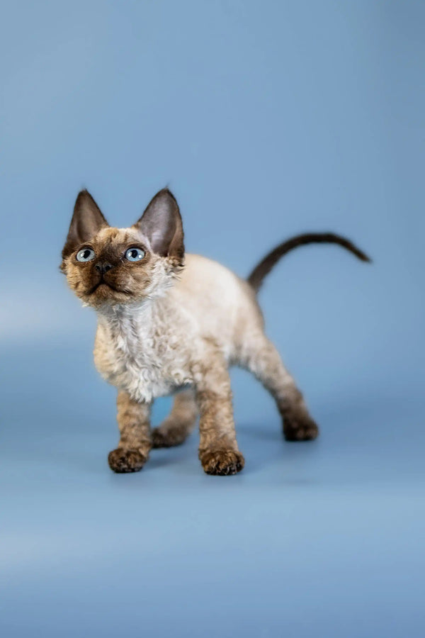 Siamese kitten with dark features alert next to Amanda Devon Rex Kitten