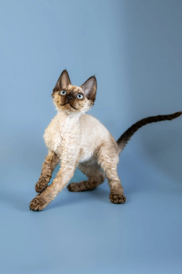 Adorable Devon Rex kitten with curly fur and big ears, perfect for cat lovers