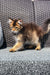 Fluffy golden Maine Coon kitten with alert eyes and a bushy tail, perfect companion