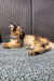 Fluffy golden Maine Coon kitten with ear tufts lounging on a cozy surface