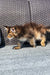 Fluffy kitten with brown and black fur, a perfect Golden Maine Coon on textured surface