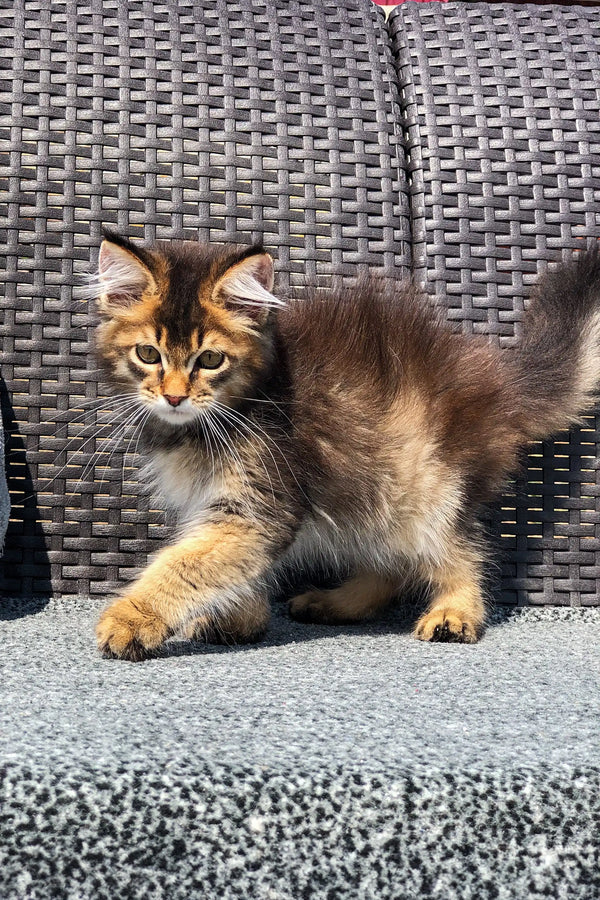 Fluffy tabby kitten with alert eyes and bushy tail, perfect for any Golden Maine Coon lover