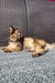 Fluffy Golden Maine Coon kitten lounging on a cozy textured surface