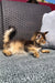 Fluffy golden Maine Coon lounging on a cushioned outdoor chair, looking adorable