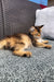 Fluffy orange and white cat chilling on furniture, showcasing a Golden Maine Coon vibe