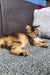 Fluffy golden Maine Coon kitten lounging comfortably on a cushioned surface