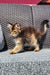 Fluffy golden Maine Coon kitten on a woven outdoor chair, cute tabby coat