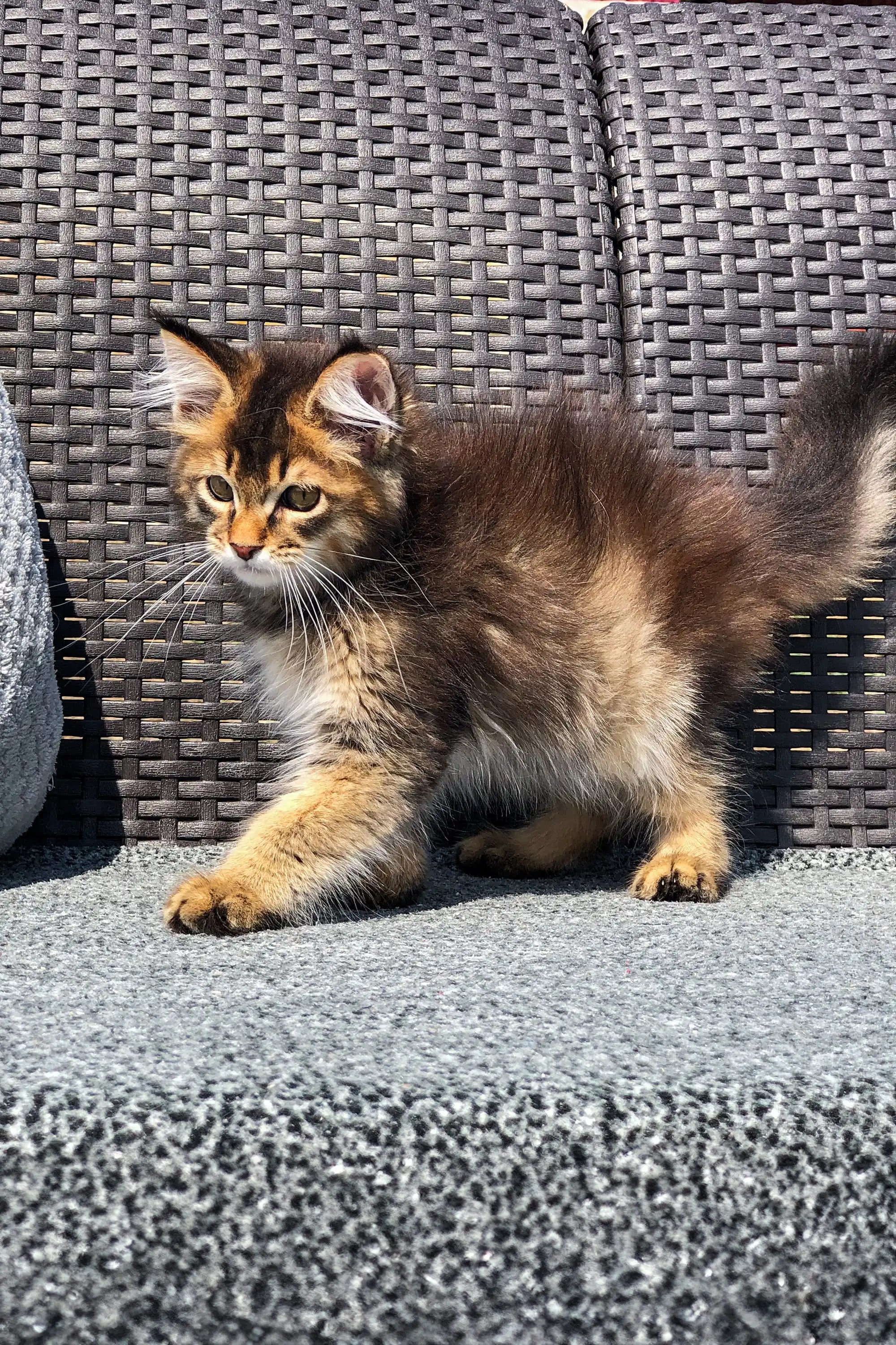 Maine Coon Kittens for Sale Amazonia | Golden Kitten