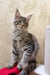 Gray tabby Maine Coon kitten sitting upright with long fur in Ambasador product